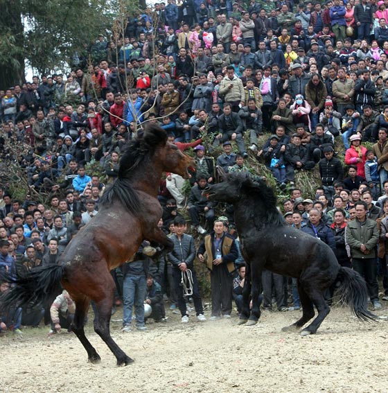 صور اغرب احتفالات العام الصيني الجديد: مصارعة خيول حتى الموت!  صورة رقم 1
