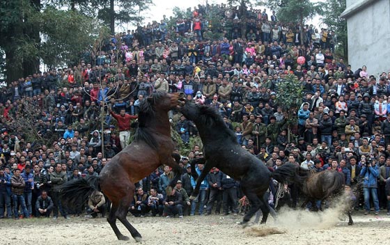 صور اغرب احتفالات العام الصيني الجديد: مصارعة خيول حتى الموت!  صورة رقم 2