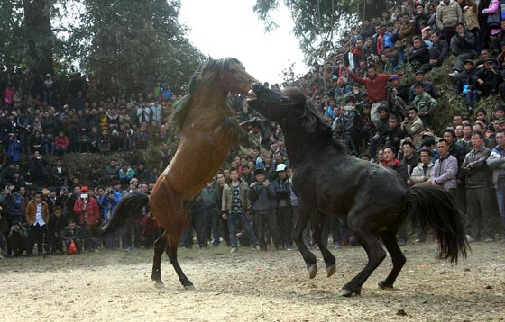 صور اغرب احتفالات العام الصيني الجديد: مصارعة خيول حتى الموت!  صورة رقم 3