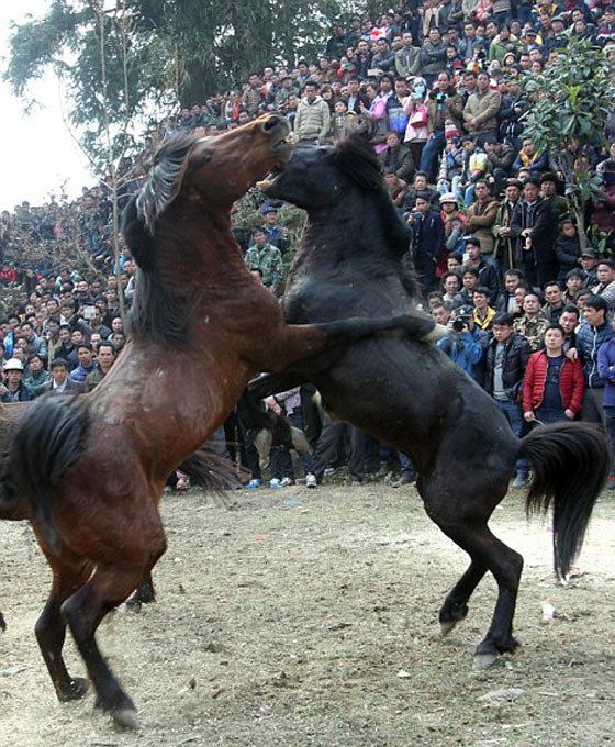 صور اغرب احتفالات العام الصيني الجديد: مصارعة خيول حتى الموت!  صورة رقم 4
