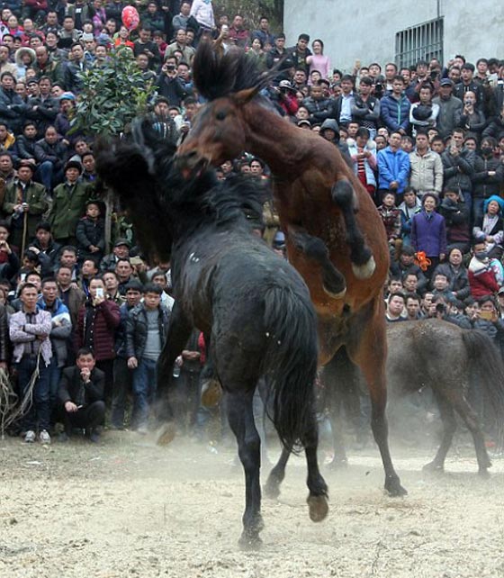 صور اغرب احتفالات العام الصيني الجديد: مصارعة خيول حتى الموت!  صورة رقم 5