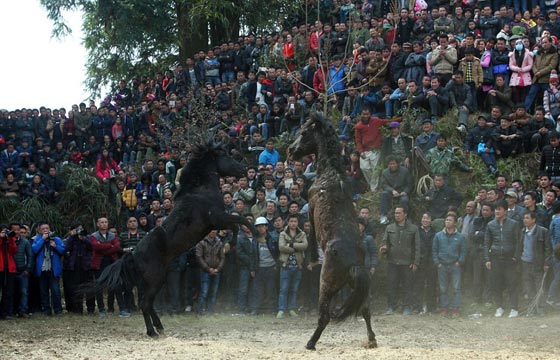 صور اغرب احتفالات العام الصيني الجديد: مصارعة خيول حتى الموت!  صورة رقم 7