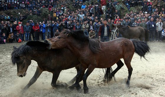 صور اغرب احتفالات العام الصيني الجديد: مصارعة خيول حتى الموت!  صورة رقم 9
