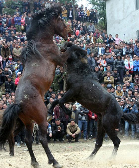 صور اغرب احتفالات العام الصيني الجديد: مصارعة خيول حتى الموت!  صورة رقم 10