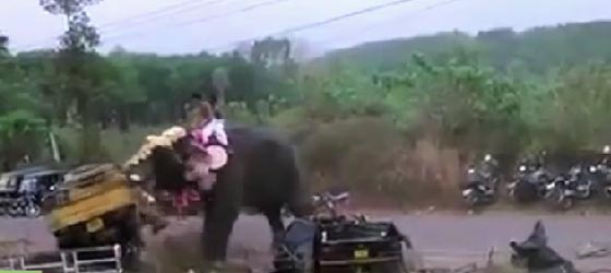 فيل غاضب يحول احتفالا دينيا هنديا مقدسا الى فيلم مرعب.. شاهد الفيديو صورة رقم 1