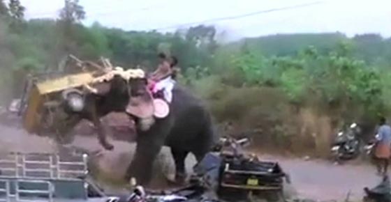 فيل غاضب يحول احتفالا دينيا هنديا مقدسا الى فيلم مرعب.. شاهد الفيديو صورة رقم 4