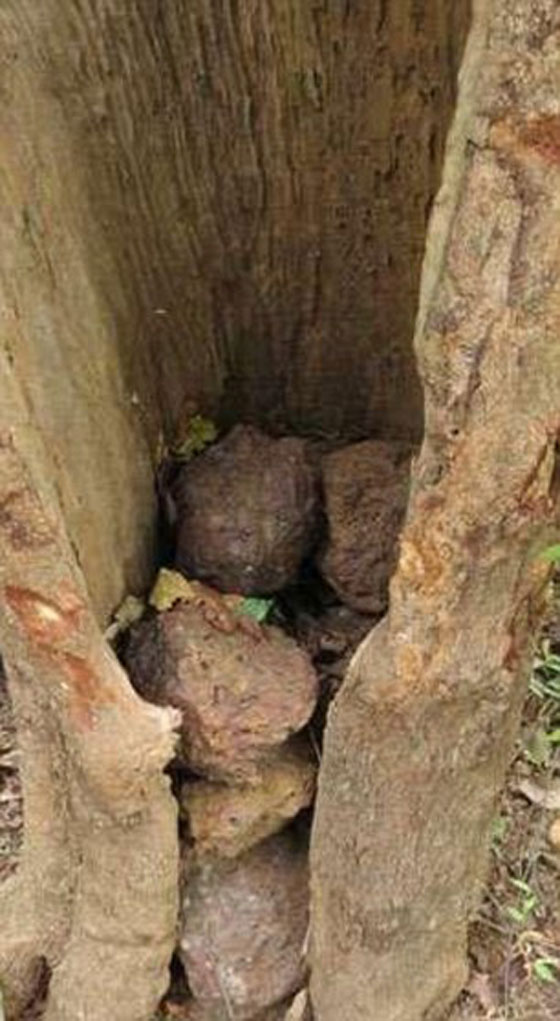 لماذا تردد الشمبانزي على تلك الشجرة.. ليتعبد ام ليلفت انظار الاناث؟ صورة رقم 3