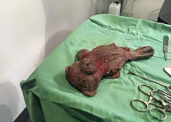 فيديو وصور لعملية جراحية اجريت لثعبان ابتلع دمية صورة رقم 4