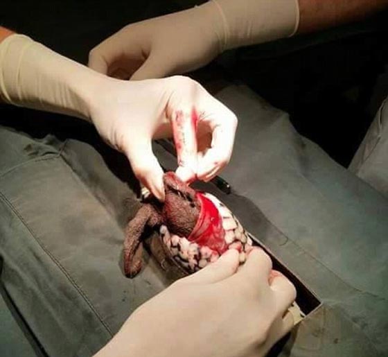 فيديو وصور لعملية جراحية اجريت لثعبان ابتلع دمية صورة رقم 2