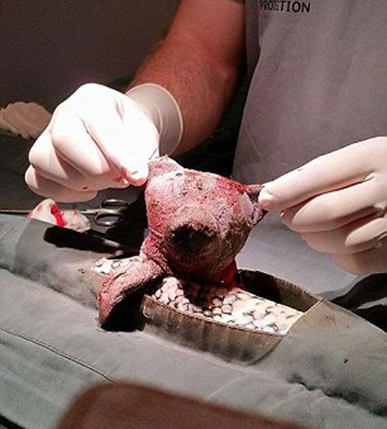 فيديو وصور لعملية جراحية اجريت لثعبان ابتلع دمية صورة رقم 1