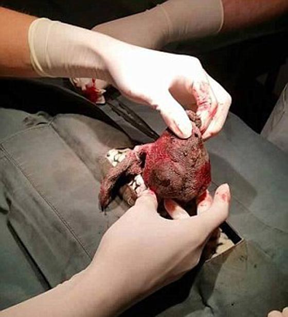 فيديو وصور لعملية جراحية اجريت لثعبان ابتلع دمية صورة رقم 3