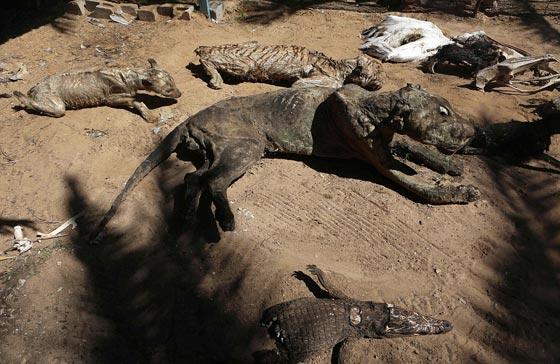 صور مروّعة: تماسيح وأسود محنطة ماتت جوعا في حديقة الحيوان بغزة صورة رقم 3 صور مروّعة: تماسيح وأسود محنطة ماتت جوعا في حديقة الحيوان بغزة صورة رقم 3
