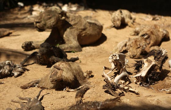 صور مروّعة: تماسيح وأسود محنطة ماتت جوعا في حديقة الحيوان بغزة صورة رقم 4 صور مروّعة: تماسيح وأسود محنطة ماتت جوعا في حديقة الحيوان بغزة صورة رقم 4