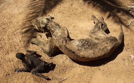 صور مروّعة: تماسيح وأسود محنطة ماتت جوعا في حديقة الحيوان بغزة صورة رقم 6 صور مروّعة: تماسيح وأسود محنطة ماتت جوعا في حديقة الحيوان بغزة صورة رقم 6