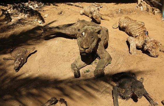 صور مروّعة: تماسيح وأسود محنطة ماتت جوعا في حديقة الحيوان بغزة صورة رقم 7 صور مروّعة: تماسيح وأسود محنطة ماتت جوعا في حديقة الحيوان بغزة صورة رقم 7
