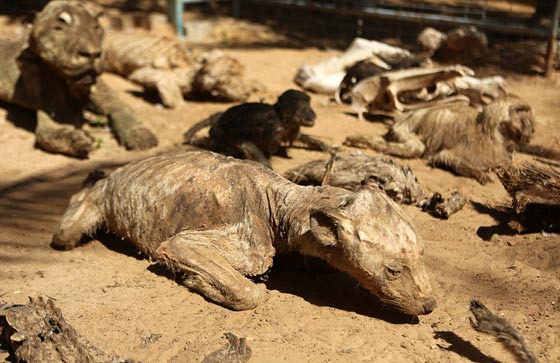 صور مروّعة: تماسيح وأسود محنطة ماتت جوعا في حديقة الحيوان بغزة صورة رقم 1 صور مروّعة: تماسيح وأسود محنطة ماتت جوعا في حديقة الحيوان بغزة صورة رقم 1