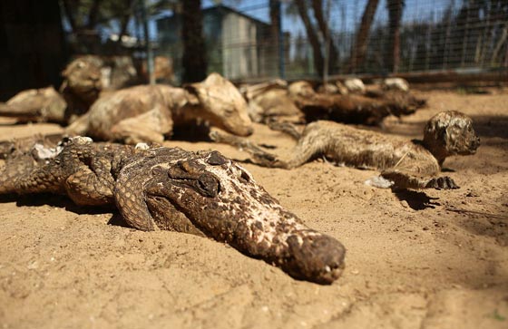 صور مروّعة: تماسيح وأسود محنطة ماتت جوعا في حديقة الحيوان بغزة صورة رقم 8 صور مروّعة: تماسيح وأسود محنطة ماتت جوعا في حديقة الحيوان بغزة صورة رقم 8