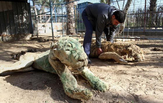 صور مروّعة: تماسيح وأسود محنطة ماتت جوعا في حديقة الحيوان بغزة صورة رقم 12 صور مروّعة: تماسيح وأسود محنطة ماتت جوعا في حديقة الحيوان بغزة صورة رقم 12