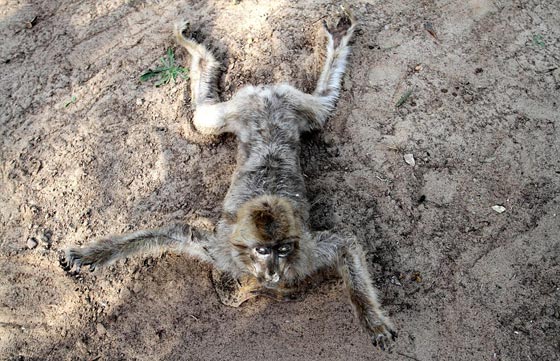 صور مروّعة: تماسيح وأسود محنطة ماتت جوعا في حديقة الحيوان بغزة صورة رقم 11 صور مروّعة: تماسيح وأسود محنطة ماتت جوعا في حديقة الحيوان بغزة صورة رقم 11