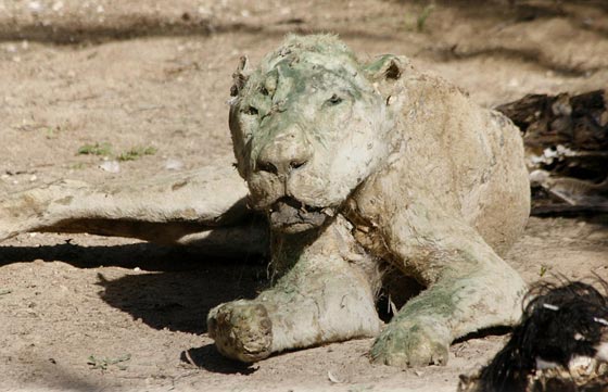صور مروّعة: تماسيح وأسود محنطة ماتت جوعا في حديقة الحيوان بغزة صورة رقم 10 صور مروّعة: تماسيح وأسود محنطة ماتت جوعا في حديقة الحيوان بغزة صورة رقم 10