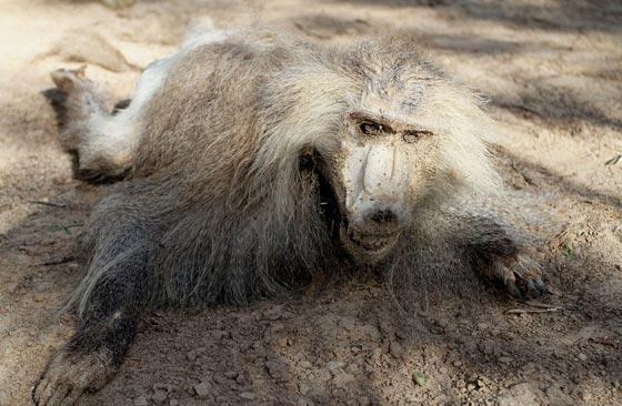 صور مروّعة: تماسيح وأسود محنطة ماتت جوعا في حديقة الحيوان بغزة صورة رقم 9 صور مروّعة: تماسيح وأسود محنطة ماتت جوعا في حديقة الحيوان بغزة صورة رقم 9