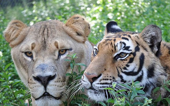 قدموا مثالا في الصداقة.. اسد، نمر ودب يعيشون معا بانسجام منذ 15 عاما صورة رقم 5