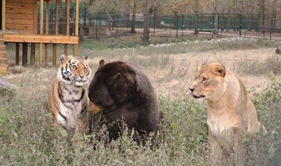 قدموا مثالا في الصداقة.. اسد، نمر ودب يعيشون معا بانسجام منذ 15 عاما صورة رقم 4