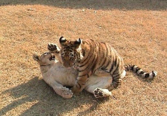 قدموا مثالا في الصداقة.. اسد، نمر ودب يعيشون معا بانسجام منذ 15 عاما صورة رقم 10