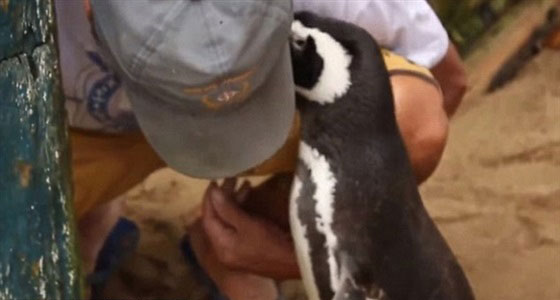 قصة وفاء.. بطريق يزور منقذه سنويا قاطعا الاف الاميال صورة رقم 8