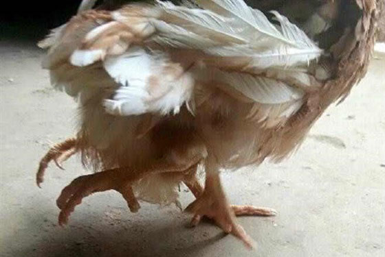 دجاجة باربع ارجل تجذب حشودا لمشاهدة الحدث الغريب في الصين صورة رقم 1