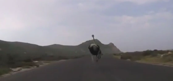 فيديو طريف.. نعامة تطارد راكبي دراجات هوائية بسرعة مذهلة صورة رقم 1