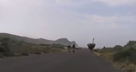 فيديو طريف.. نعامة تطارد راكبي دراجات هوائية بسرعة مذهلة صورة رقم 2
