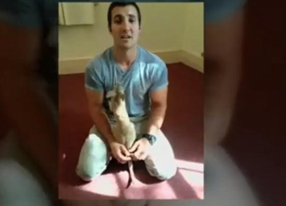 استراليا: كنغر رضيع يحظى بتبن من طراز رفيع  صورة رقم 1