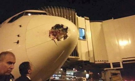 تعرض طائرة مصرية للسقوط.. وهذه المرة لاصطدامها بطائر عملاق صورة رقم 1
