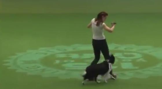 فيديو طريف.. كلب يبهر الجمهور في اداء رقصة رائعة مع مدربته صورة رقم 3