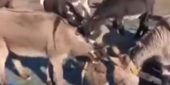  فيديو مؤثر.. جنازة حامية لحمار وذووه يودعونه بتأثر صورة رقم 2