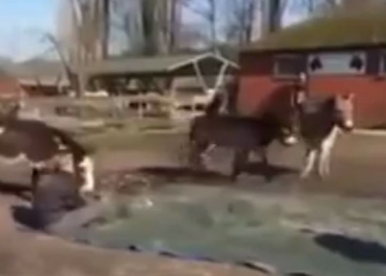  فيديو مؤثر.. جنازة حامية لحمار وذووه يودعونه بتأثر صورة رقم 3
