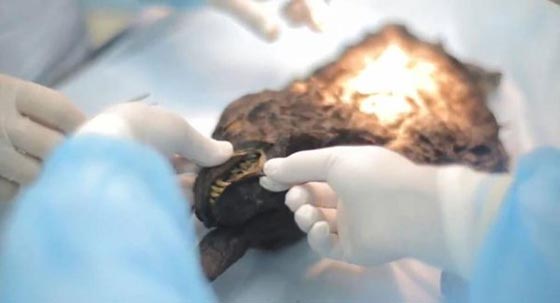 فيديو مذهل.. العثور على كلب متجمد من العصر الجليدي وتذويبه صورة رقم 5