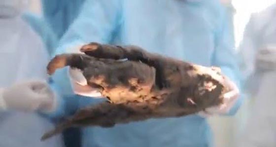 فيديو مذهل.. العثور على كلب متجمد من العصر الجليدي وتذويبه صورة رقم 4