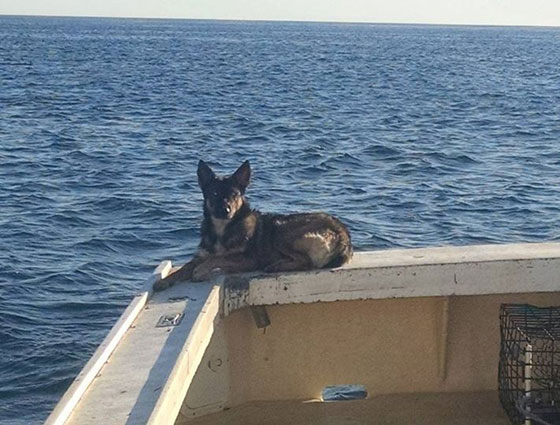  كلبة بسبعة ارواح.. غرقت بالمحيط قبل 5 اسابيع وسبحت الى الشاطئ صورة رقم 2