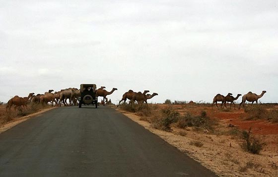 زوجان هولنديان يجوبان العالم في رحلة اسطورية بسيارة عمرها 100 عام.. صور صورة رقم 8