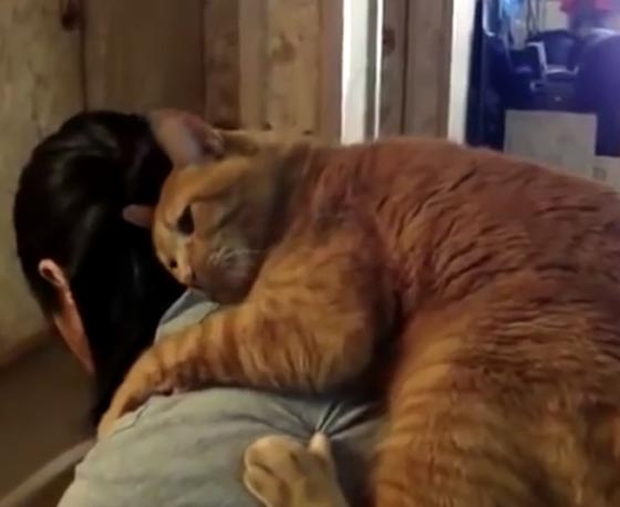 فيديو طريف.. قطط تبحث عن حضن دافئ لدى اصحابها! صورة رقم 4