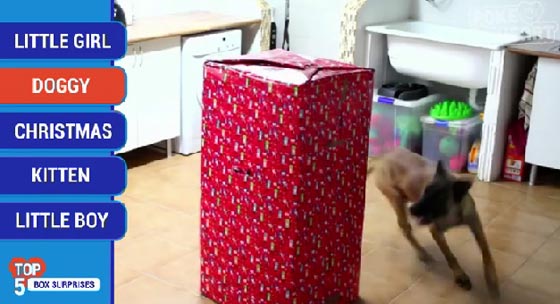 كيف يكون رد فعلك عندما تحصل على هدية غير متوقعة؟ فيديو صورة رقم 2