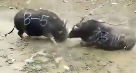 من اول غزواته.. موت جاموسين في بداية معركة بينهما.. شاهد صورة رقم 1