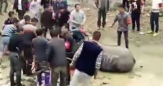من اول غزواته.. موت جاموسين في بداية معركة بينهما.. شاهد صورة رقم 2