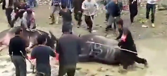 من اول غزواته.. موت جاموسين في بداية معركة بينهما.. شاهد صورة رقم 3