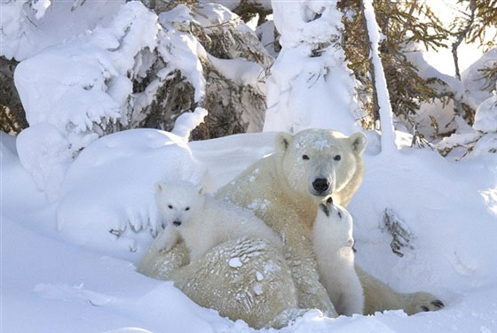 مصور يعيش ظروفا قاسية 11 يوما من اجل التقاط هذه الصور صورة رقم 16