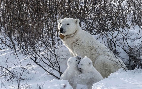 مصور يعيش ظروفا قاسية 11 يوما من اجل التقاط هذه الصور صورة رقم 1