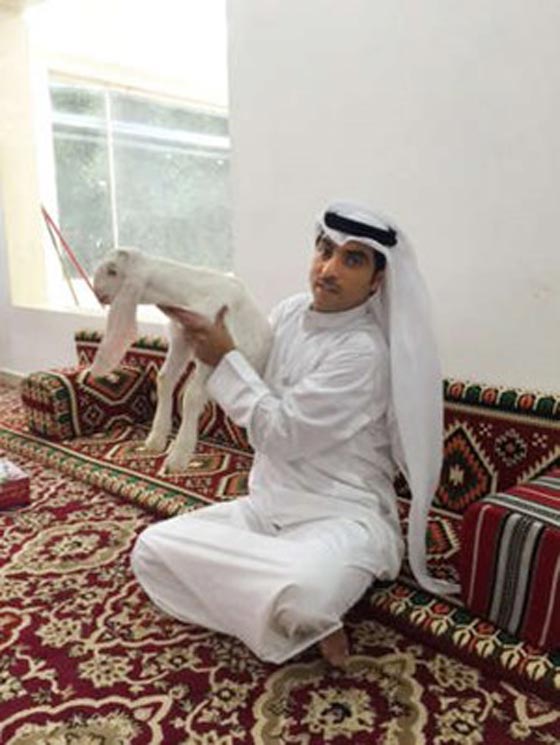  تيس يلقب بالحصان الابيض نظرا لكبر حجمه.. شاهده بالصورة صورة رقم 2