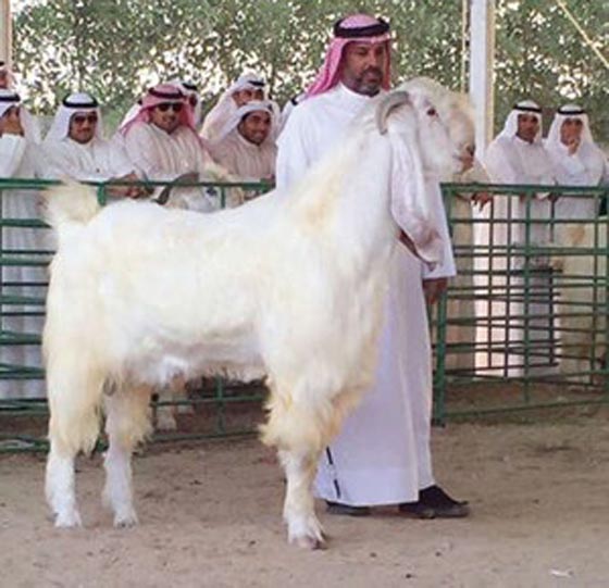  تيس يلقب بالحصان الابيض نظرا لكبر حجمه.. شاهده بالصورة صورة رقم 1